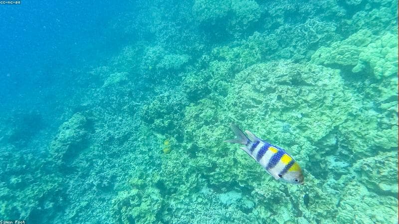 Petualangan di Australia: Jelajahi Great Barrier Reef dan Outback