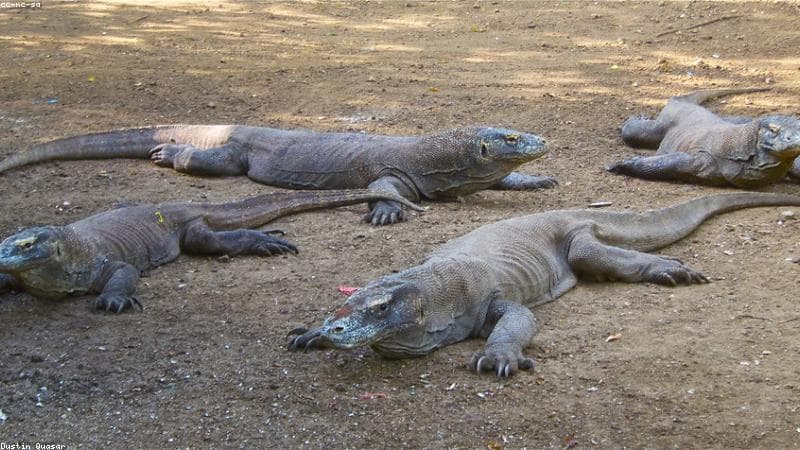 Sailing Komodo: Pengalaman Liveaboard di Labuan Bajo